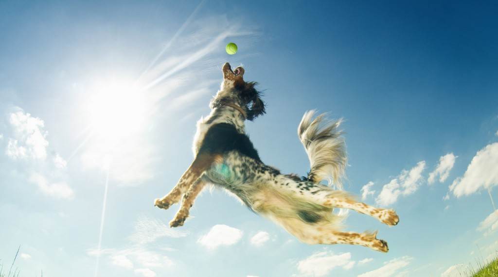 All About the Best Bethesda Dog Parks for Dog Lovers in